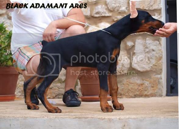 Black Adamant  Ares | Black Doberman Pinscher