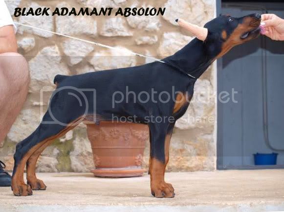 Black Adamant Absolon | Black Doberman Pinscher