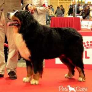 Lad's Rip Van Winkle | Bernese Mountain Dog 