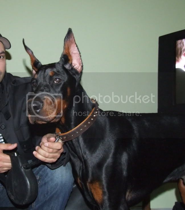 Black Adamant Artus | Black Doberman Pinscher