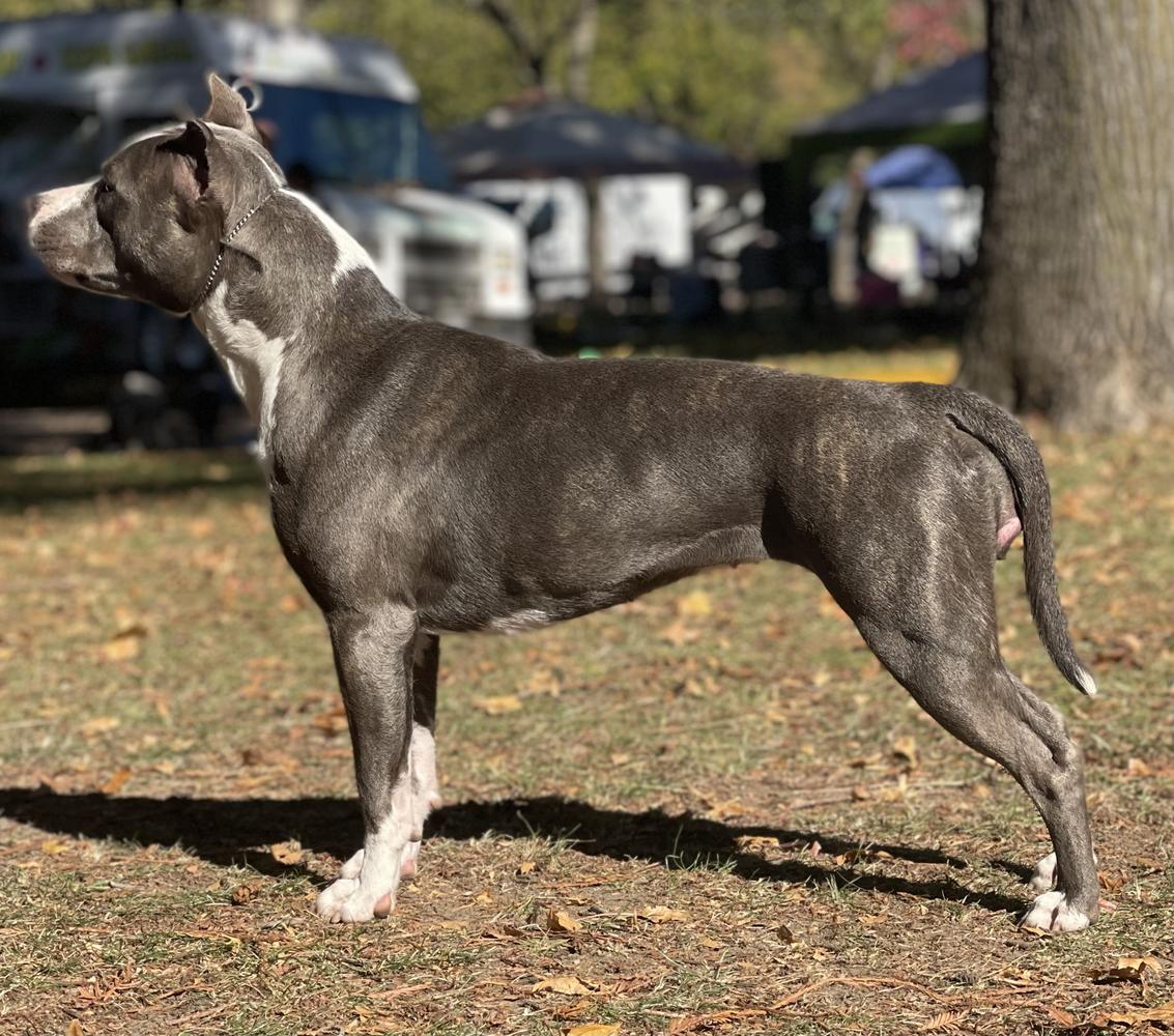 Ironstone &amp; Pinnacle's Sailor's Delight | American Staffordshire Terrier 