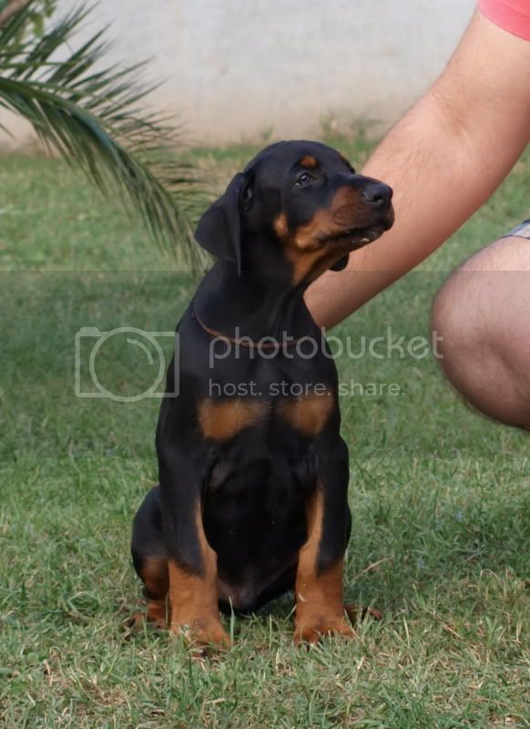 Black Adamant Athos | Black Doberman Pinscher