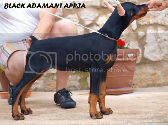 Black Adamant  Appia | Black Doberman Pinscher