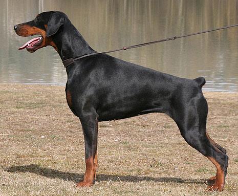 Rossiiskiy Kolorit Tsar a Bella | Black Doberman Pinscher