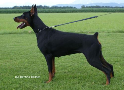 Athena Best of Ostarrichi | Black Doberman Pinscher