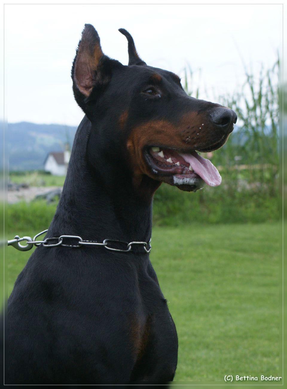 Apollon Best of Ostarrichi | Black Doberman Pinscher