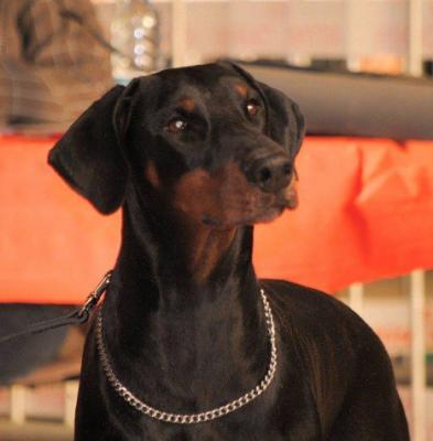 Elijah Evangelia del Palazzo di Shanta | Black Doberman Pinscher