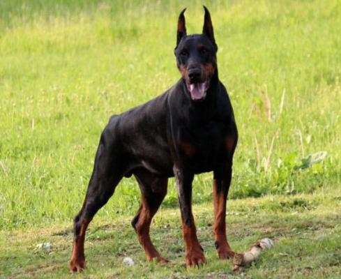 Gino Miratio | Black Doberman Pinscher