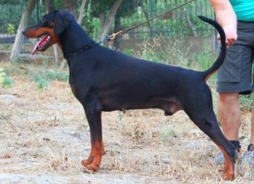 Isildur v.h. Donauhof | Black Doberman Pinscher