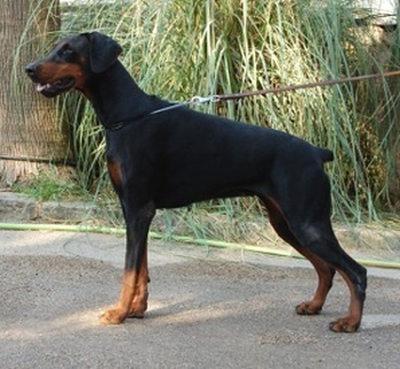 Edith Piaf de Los Valientes | Black Doberman Pinscher