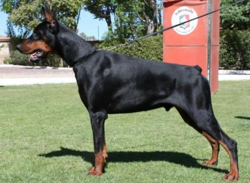 Quetzal de Grande Vinko | Black Doberman Pinscher