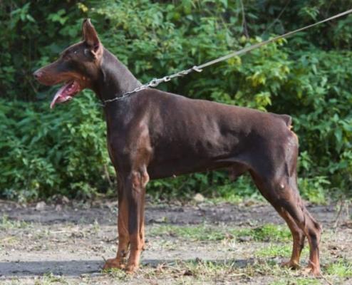 Red Rajender de Grande Vinko | Brown Doberman Pinscher