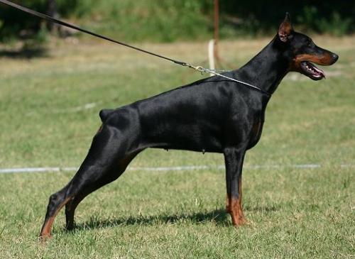 Firenze v. Karpatia | Black Doberman Pinscher