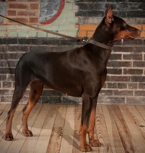 Ildiko Jogeros Itelet di Thunderstorm | Brown Doberman Pinscher