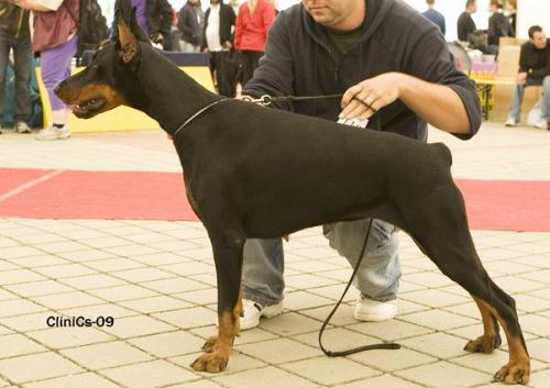 Rellaps Belladonna | Black Doberman Pinscher