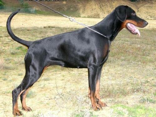 Ken-Ti's Iota | Black Doberman Pinscher