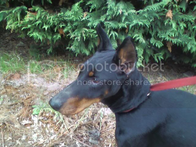 Shiba (LO0253393) | Black Doberman Pinscher