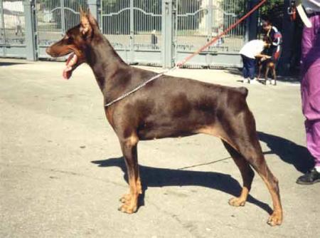 Ak-Yar Agidel | Brown Doberman Pinscher