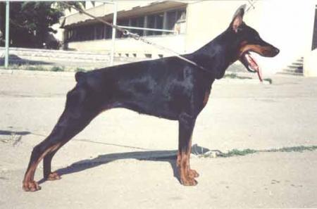 Ak-Yar Amaretta | Black Doberman Pinscher