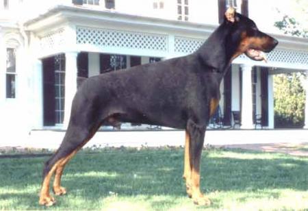 Ak-Yar Aiton | Black Doberman Pinscher