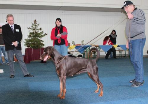 Karakorum v.d. Tidianshöhle | Brown Doberman Pinscher