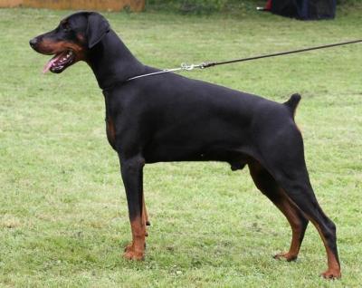 Maxmilian Halit Pasa | Black Doberman Pinscher