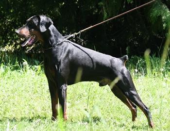 Galaxy Light del Littorio | Black Doberman Pinscher