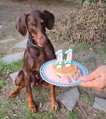 Fantafreespirit (LO1019531) | Brown Doberman Pinscher