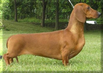 Hampdach Alinga | Dachshund 