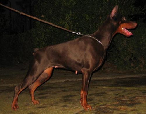 Anita Maya Cherry's Wild | Brown Doberman Pinscher