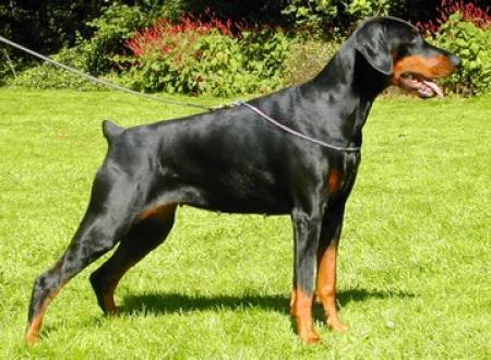 Ramonburg's Delilah | Black Doberman Pinscher