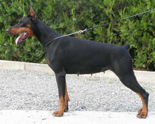 Prima di Altobello | Black Doberman Pinscher