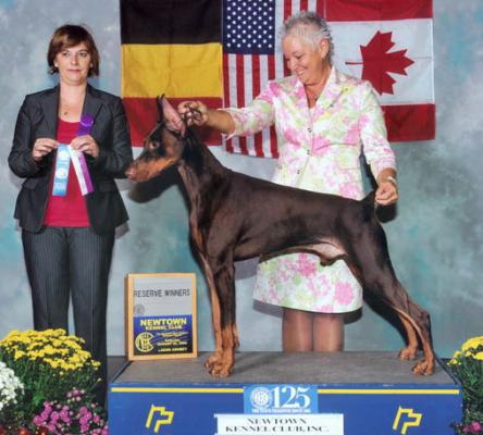 Beja's Redneck Brother Rudy | Brown Doberman Pinscher