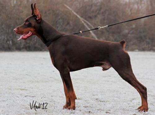 President King of Darkness | Brown Doberman Pinscher