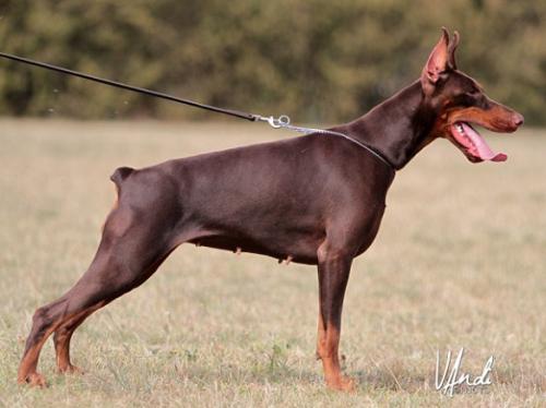 Paradise King of Darkness | Brown Doberman Pinscher