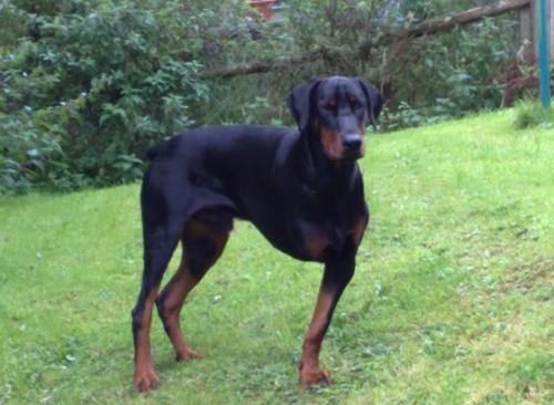 Charlie Wot a Thriller | Black Doberman Pinscher