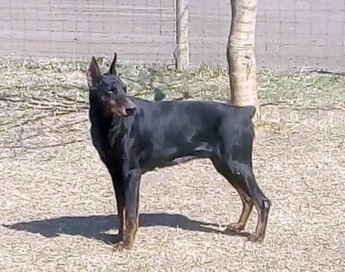 Madaras-Pusztai Tequila | Black Doberman Pinscher