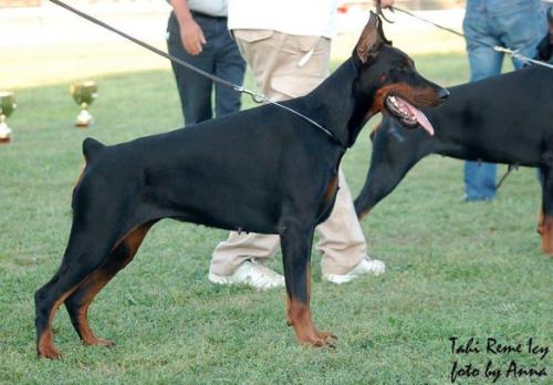 Tahi-Réme Icy | Black Doberman Pinscher