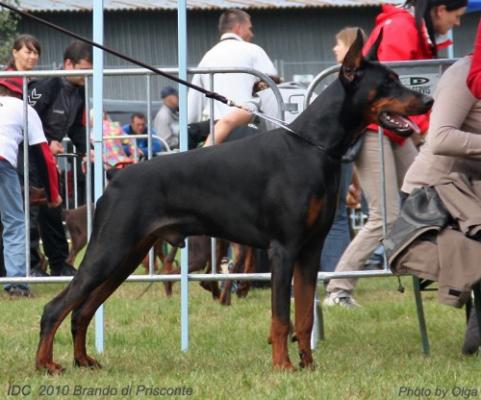 Brando di Prisconte | Black Doberman Pinscher