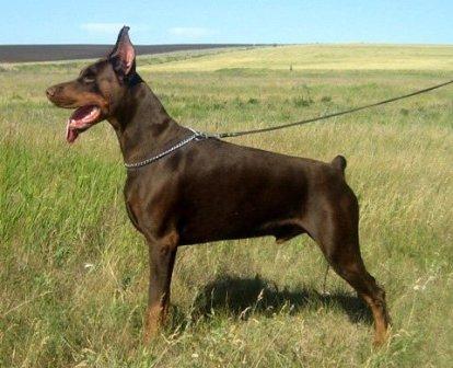 Razboinik s Bolshoy Volgi | Brown Doberman Pinscher