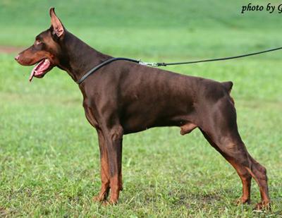 Zedor del Nasi | Brown Doberman Pinscher