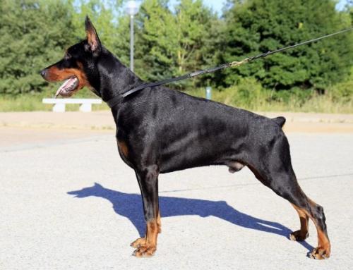 Danafox's Nabuco Nazgul | Black Doberman Pinscher