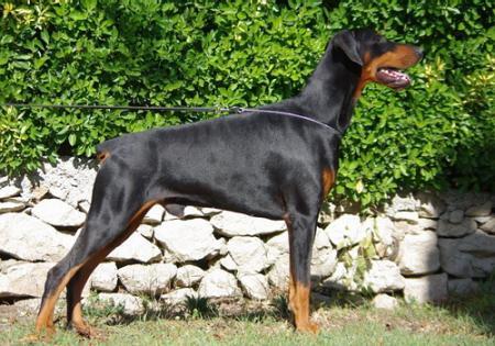 Sant Kreal Sher Khan | Black Doberman Pinscher