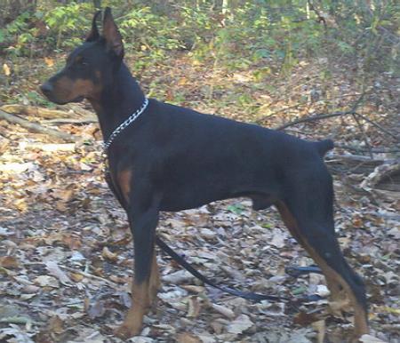 Sant Kreal Shtorm | Black Doberman Pinscher