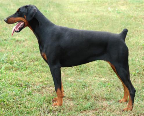 Edea des Gardiens de la mer d'Airain | Black Doberman Pinscher