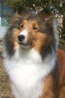 Laureate L'Anais | Shetland Sheepdog 