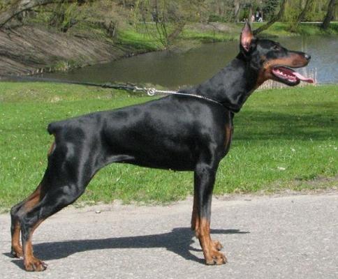 Havana Hope Miratio | Black Doberman Pinscher