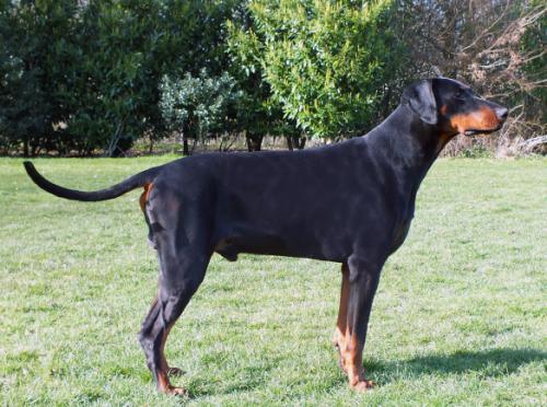 Aika (NHSB 2662345) | Black Doberman Pinscher