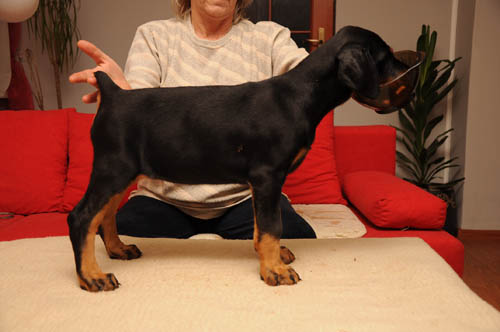 Yaga Baba Apologeta | Black Doberman Pinscher