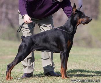 Zheneva iz Zoosfery | Black Doberman Pinscher